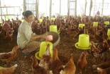 Chăn nuôi nhỏ lẻ đang 'vỗ béo' thương lái